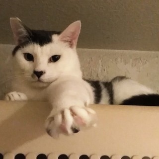 クールなヅラ【らむぷ】