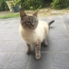シャムねこ