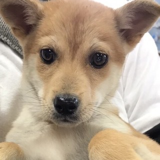 ♀92番 ミックス子犬里親募集です！