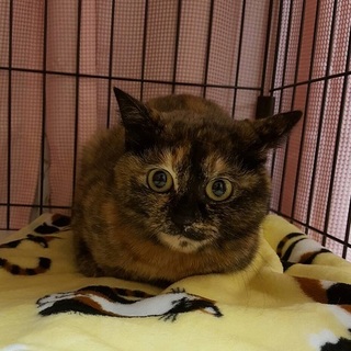 う～ん：ぽっちゃりサビの「かのこちゃん」