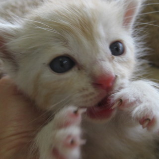 里親決定！！素敵な家族ができました(*´▽｀*)