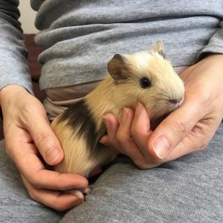 生後約2か月のモルモットの男の子です！