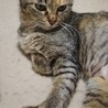 優しくて美猫のサビナちゃんです。 サムネイル5