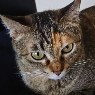 優しくて美猫のサビナちゃんです。