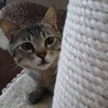 優しくて美猫のサビナちゃんです。 サムネイル3