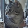 優しくて美猫のサビナちゃんです。 サムネイル4