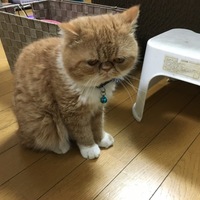 ハル