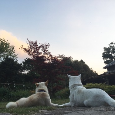 紀州犬はなちゃん。まる君に恋してます。