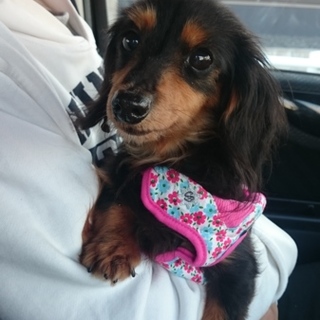 小さい小さい夕陽ちゃん♪