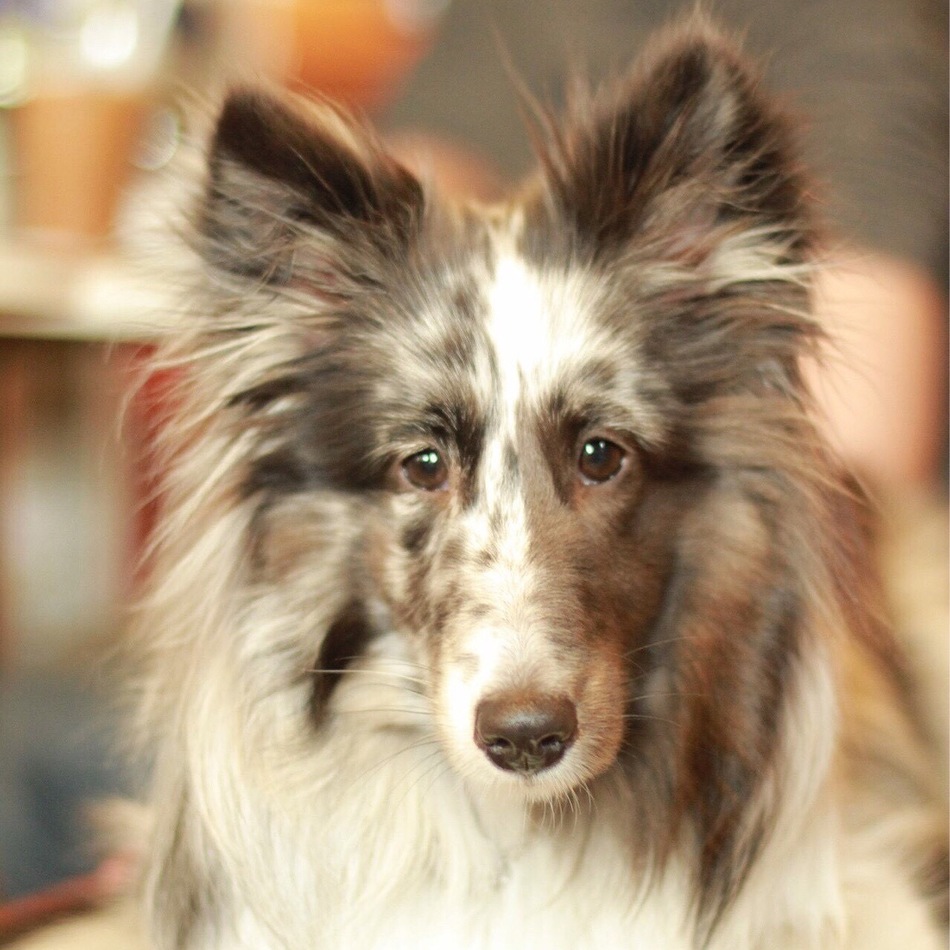 シェリーのカバー写真