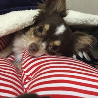 月煌