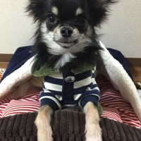 光星