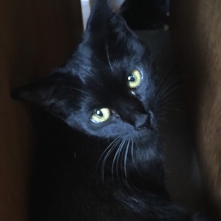 募集停止中！毛並みの美しい黒猫１０ヶ月の女の子