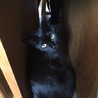 募集停止中！毛並みの美しい黒猫１０ヶ月の女の子 サムネイル2