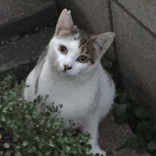 可愛くおとなしい１０ヶ月の男の子