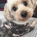 里親募集(トイプードルとマルチーズのミックス犬)