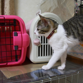 育ち盛りの可愛い男の子です