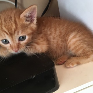 元気な茶トラ君です