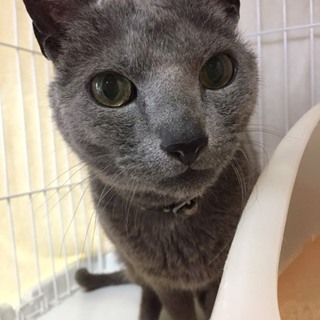 グレーの懐っこい男の子