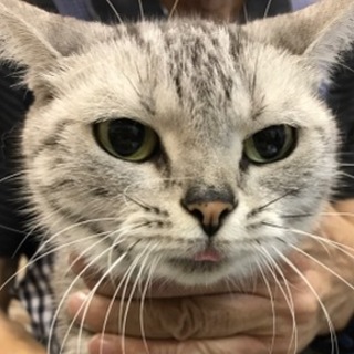 アメショーの女の子