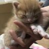産まれたてのハチワレ茶トラのふわふわ子猫ちゃん サムネイル2