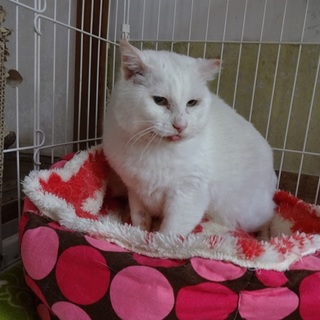 問い合わせあり募集停止おひざ大好きモフモフの白猫