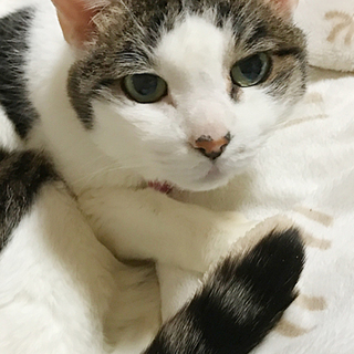 穏やかで優しいシニア（耳が聞こえません）お家募集中