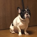 愛犬れおんを可愛がってあげてください…