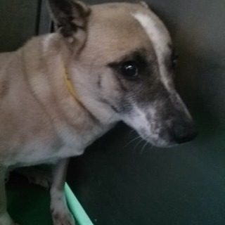 【感謝】繋がりました！野犬ハイエナ君→ホッチ君