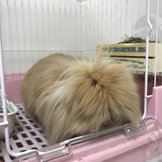 アメリカンファジーロップイアー