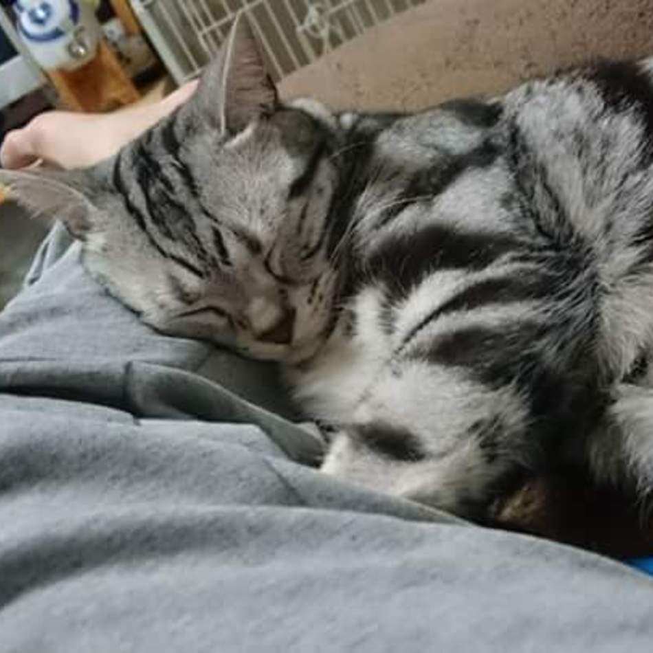 虹汰のカバー写真