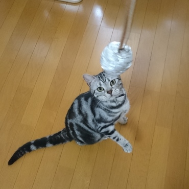 アルミホイル丸めて作った、手製のおもちゃ