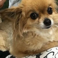 マカロン