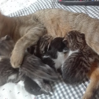 親子の野良猫たち