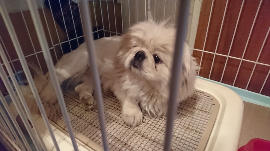 ペキニーズ里親募集」兵庫県 , 犬の里親募集(154078) ペット
