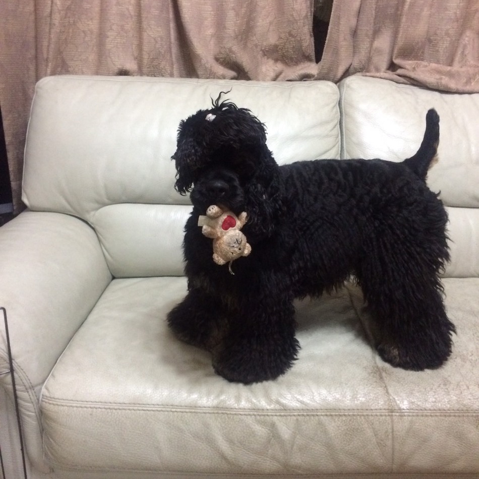 KUROのカバー写真