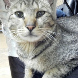 甘えんぼのキジトラ猫の里親様決まりました！