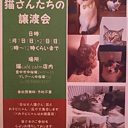 ◎【猫さんたちの譲渡会】大阪府豊中市にて開催!!◎ サムネイル1