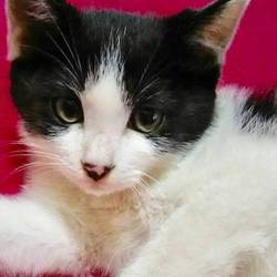 ◎【猫さんたちの譲渡会】大阪府豊中市にて開催!!◎ サムネイル2