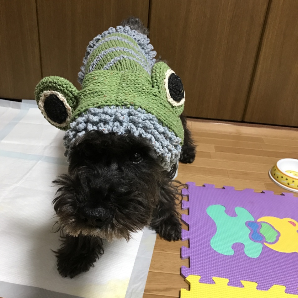 アルのカバー写真