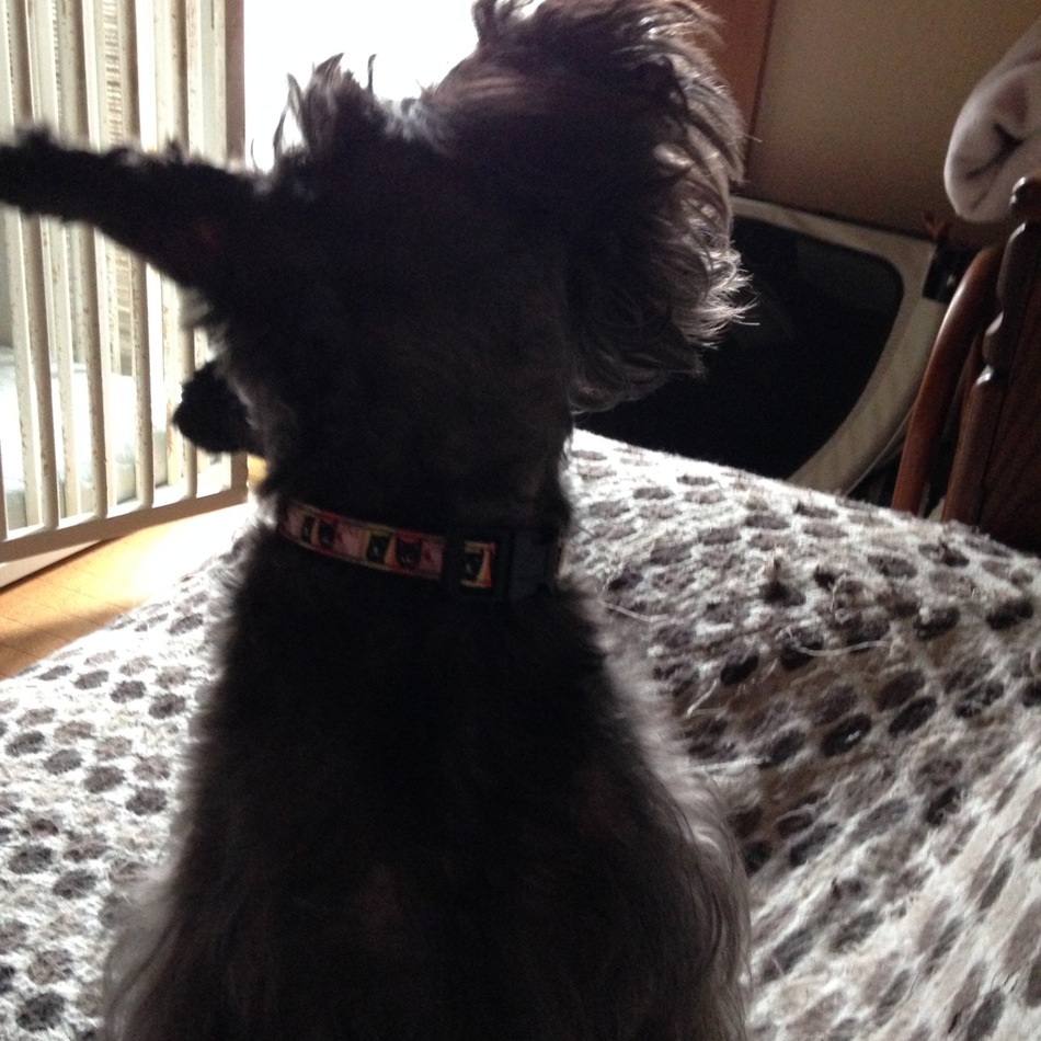 らむのカバー写真