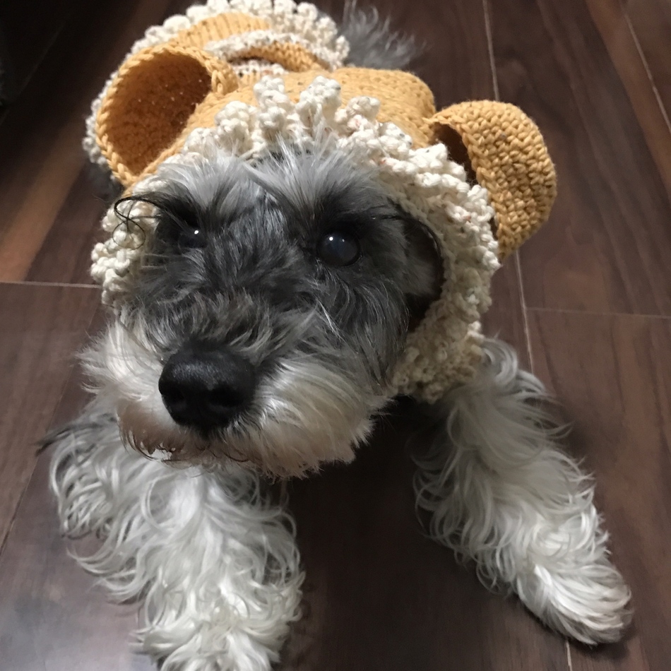 のんののカバー写真