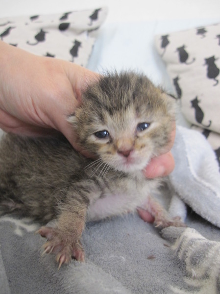 かわいい赤ちゃんきじとら 岡山県 猫の里親募集 ペットのおうち 月間利用者150万人
