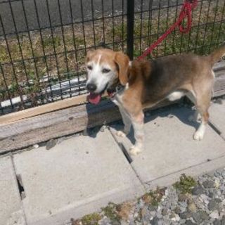 ビ－グル★太郎★１０～12歳★岐阜近郊★里親募集