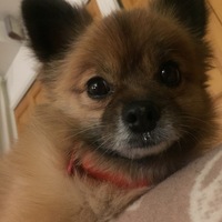 ラテ