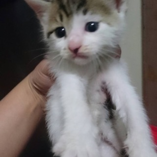 里親募集です。ご協力をよろしくお願いします。