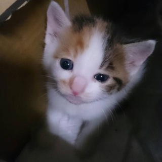 里親募集です。ご協力をよろしくお願いします。