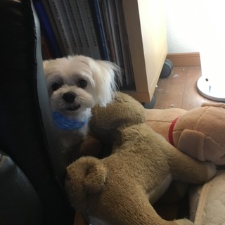 ﾏﾙﾁｰｽﾞのｻﾀﾞﾊﾙ君 男の子7歳