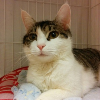 人が大好き!可愛い白キジの男の仔です❗