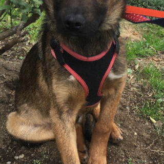 黒目がちな瞳が可愛い男の子、オッテイです